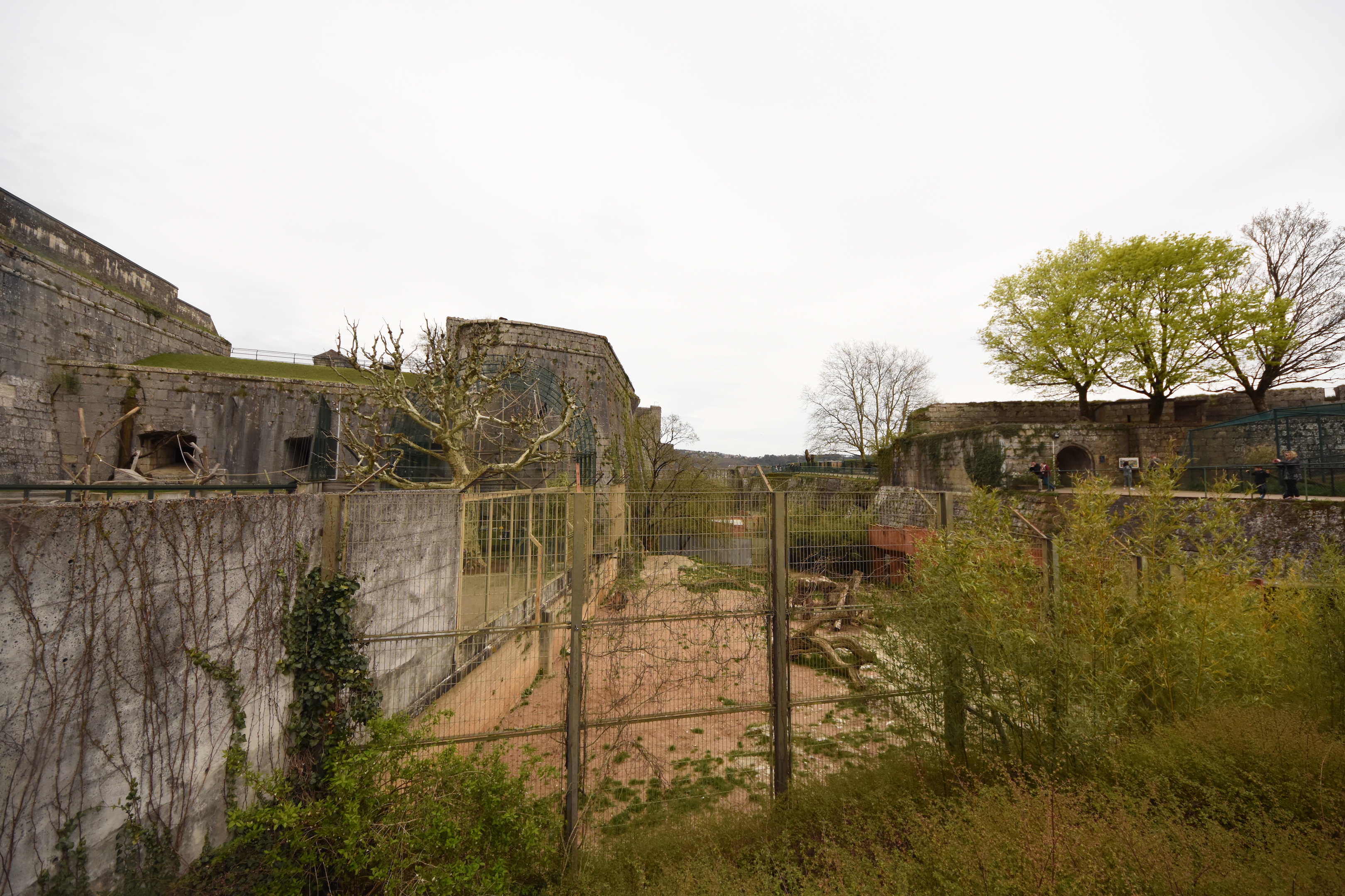 Asian lion enclosure