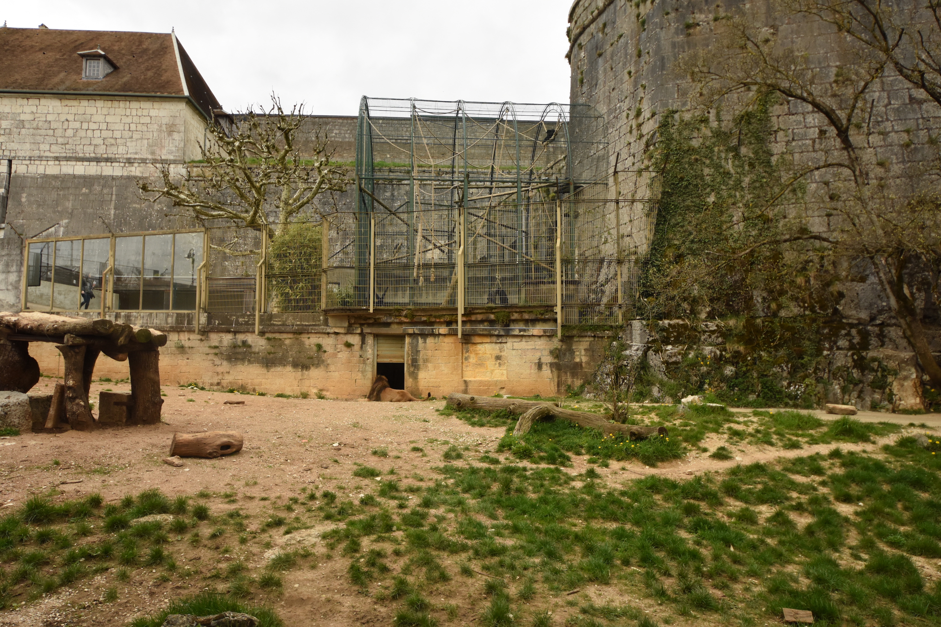 Asian lion enclosure