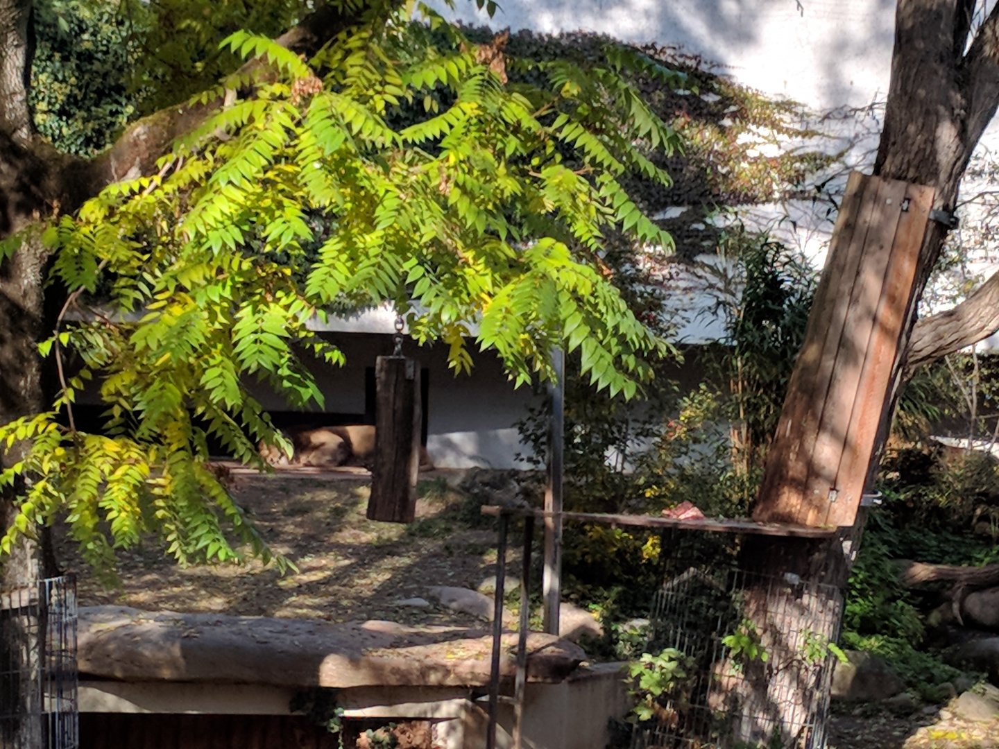 Asian Lion Enclosure