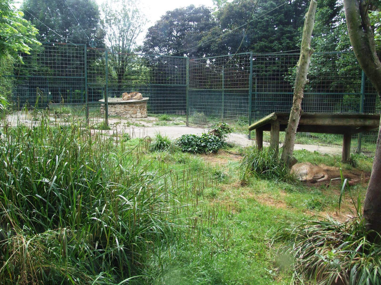 Asian Lion Enclosures at Santillana del Mar, 13/06/15