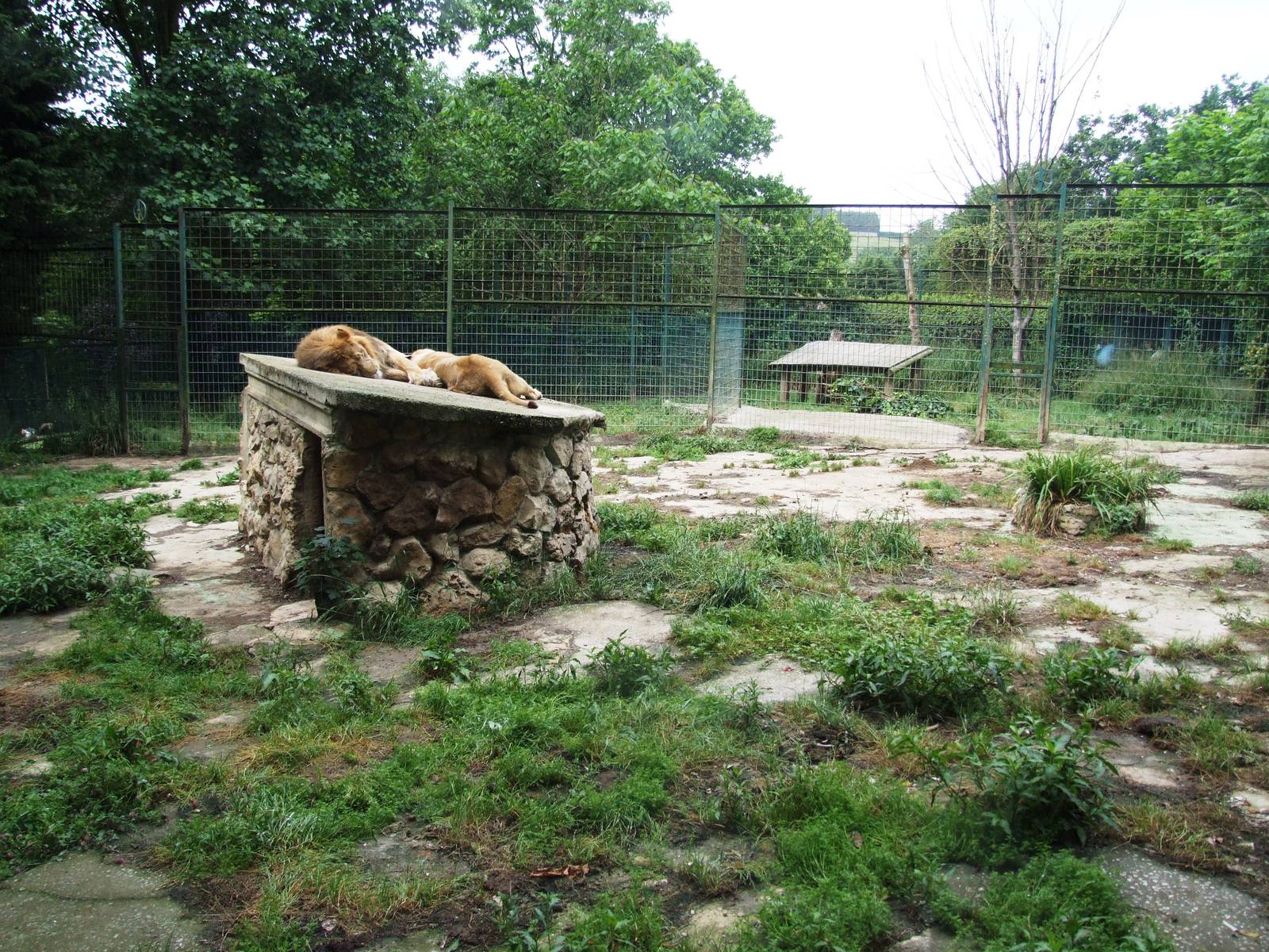 Asian Lion Enclosures at Santillana del Mar, 13/06/15
