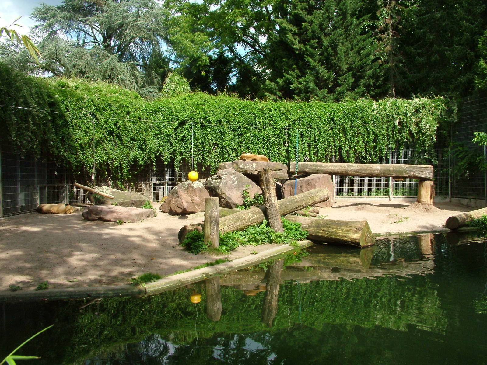 Asian Lion Exhibit at Heidelberg, 05/09/10