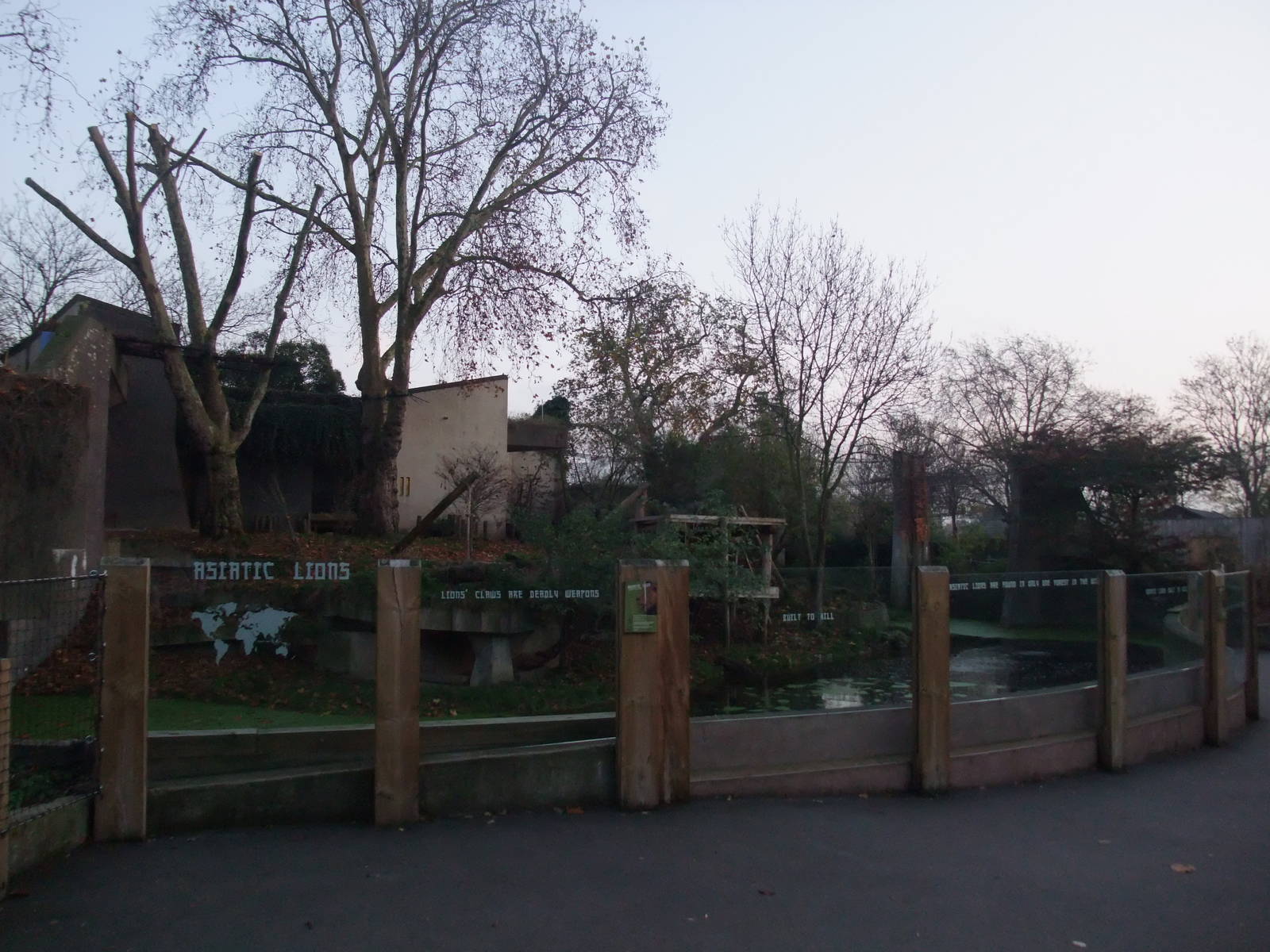 Asian Lion Exhibit at London, 16/11/11
