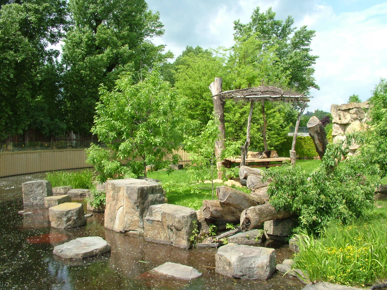 Asian Lion exhibit at Prague, 24/05/10