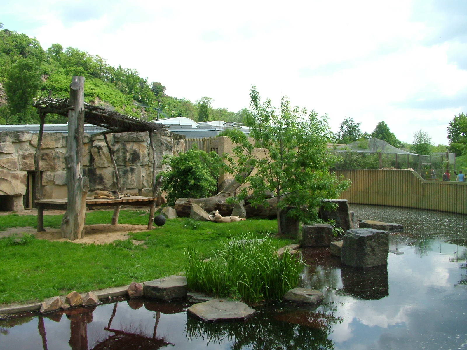Asian Lion exhibit at Prague, 24/05/10