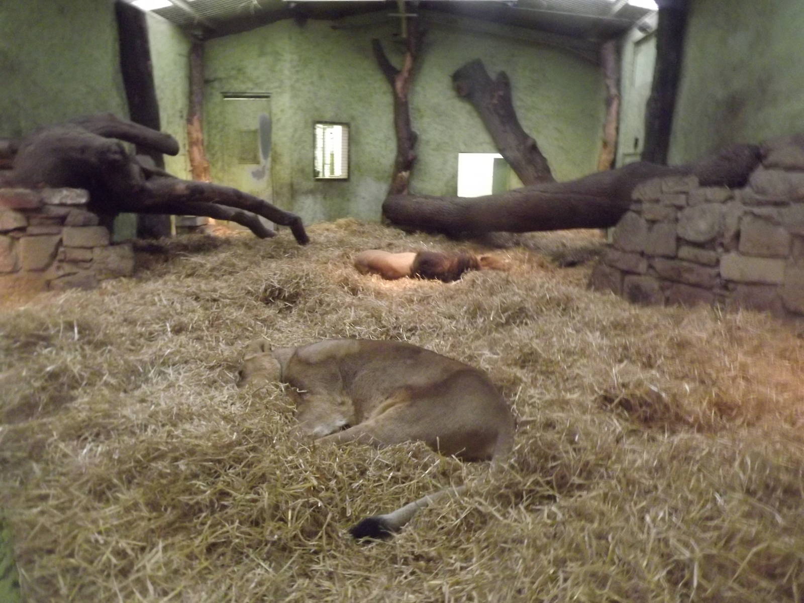 Asian lion indoor enclosure at Edinburgh Zoo 28/12/11