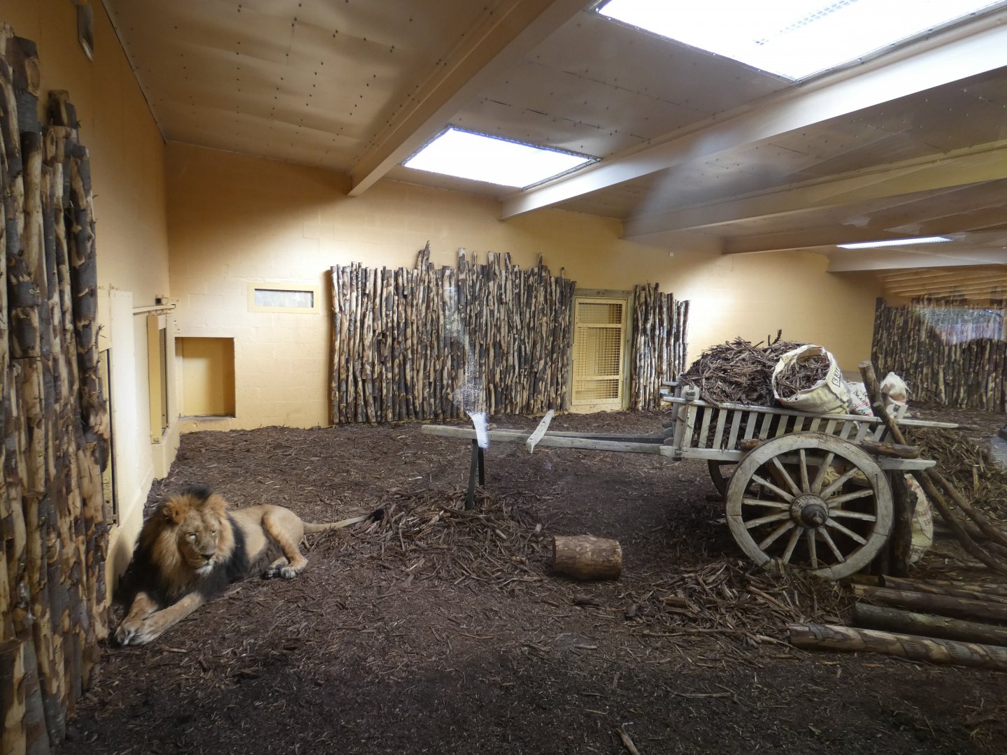 Asian Lion Indoor Enclosure
