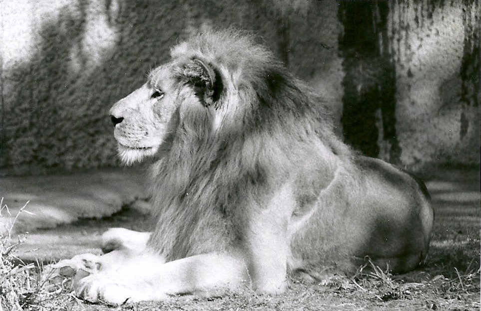 Asian Lion - May 1982