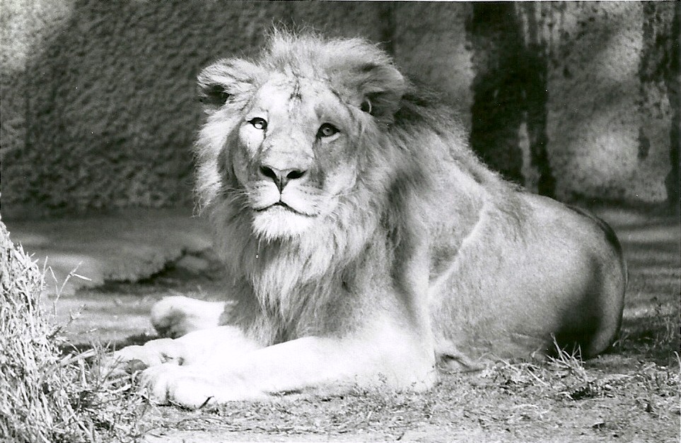 Asian Lion - May 1982