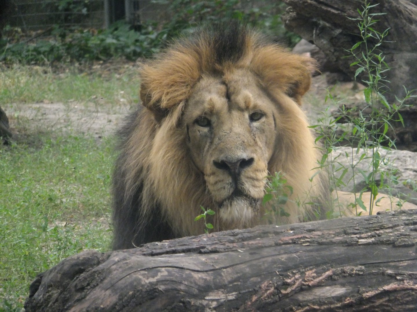 Asian lion named Basil