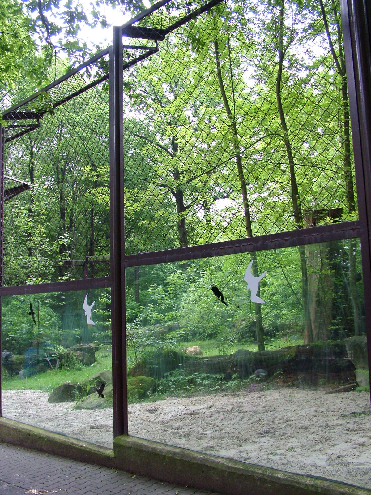 Asian Lion paddock at Ostrava, 29/05/10