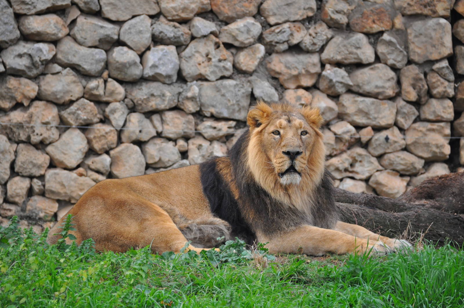 Asian lion/ Panthera leo persicus