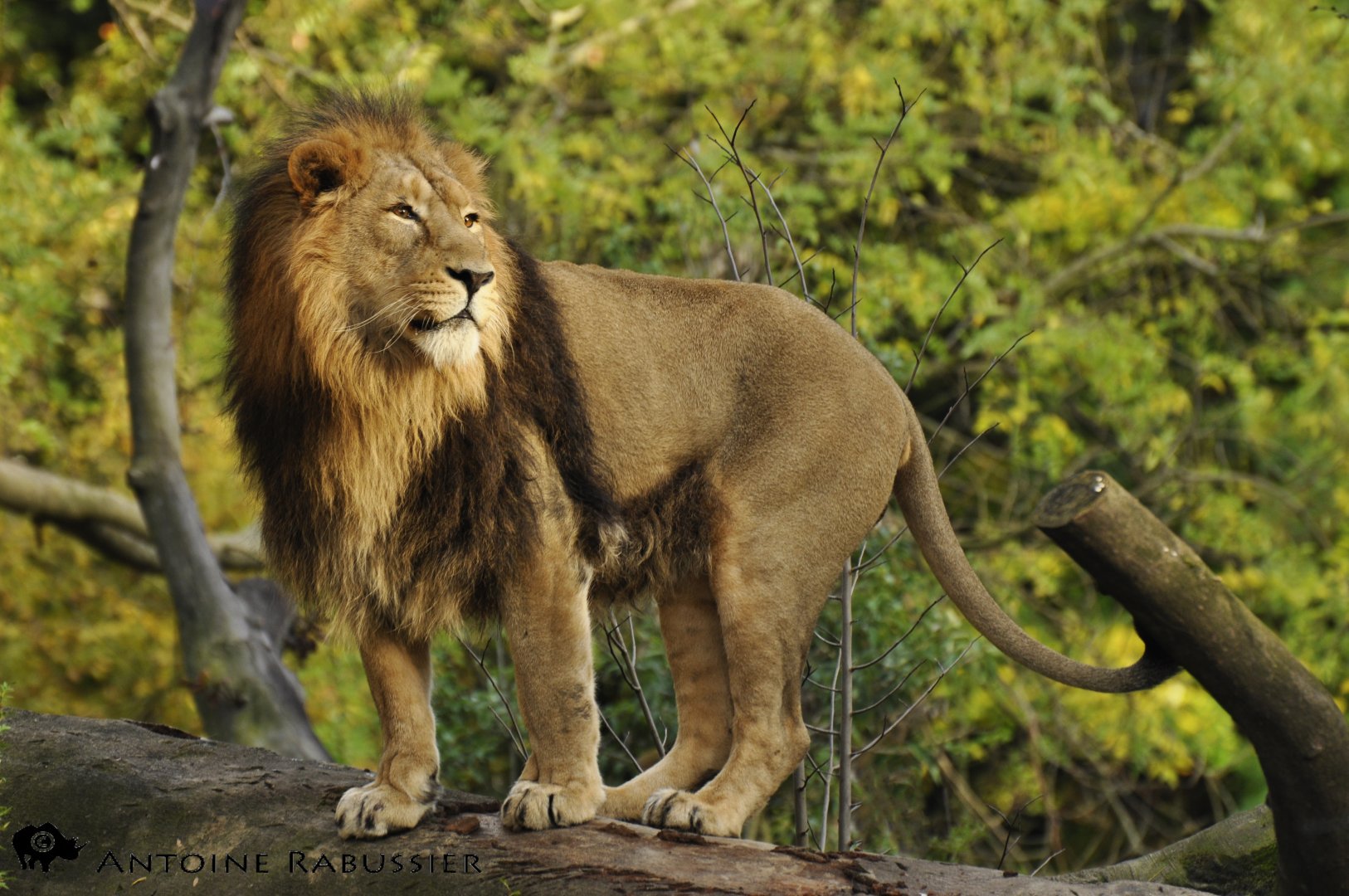 Asian lion (Panthera leo persicus)