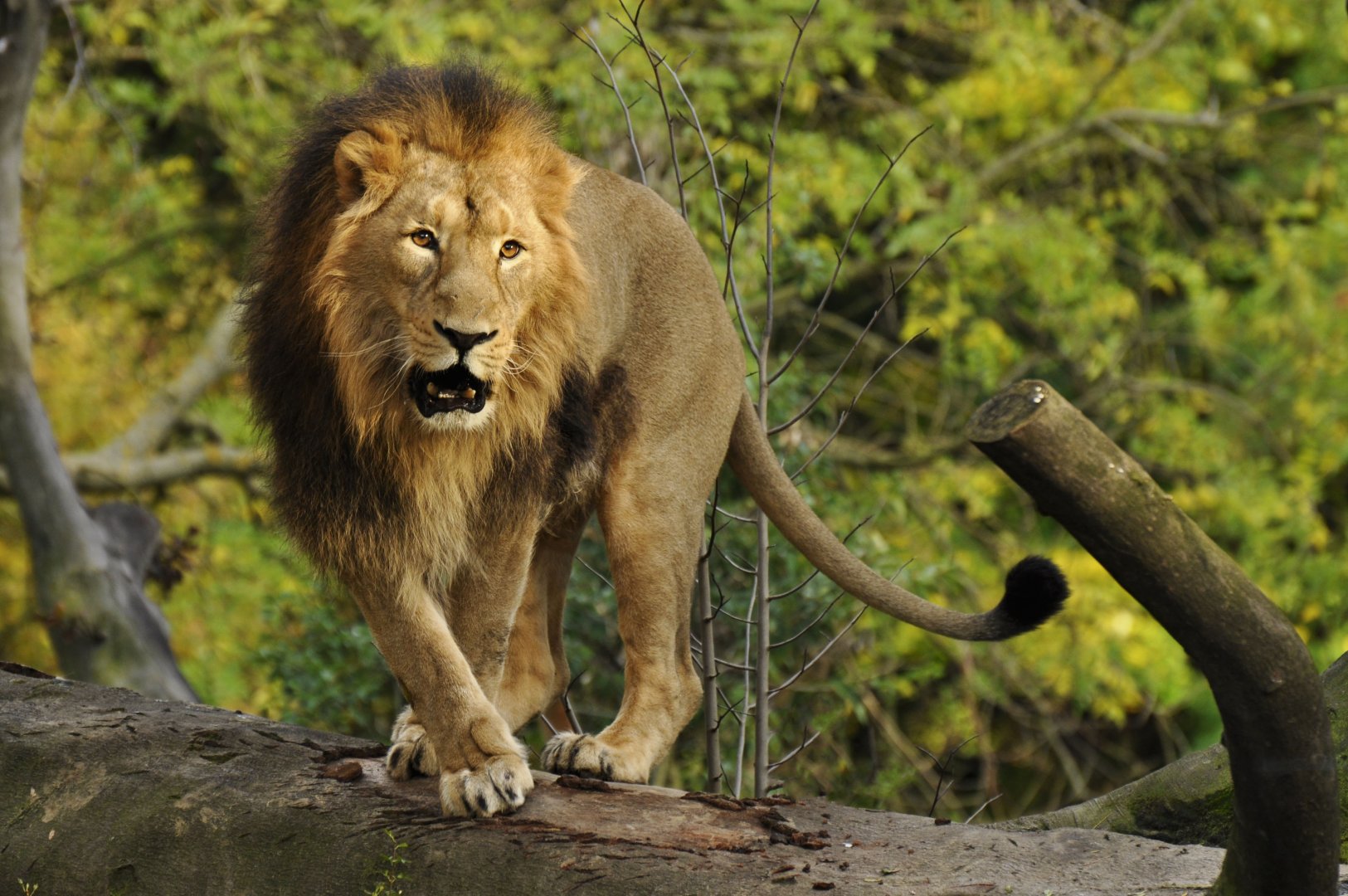Asian lion (Panthera leo persicus)