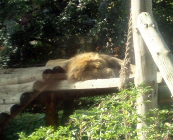 Asian Lion (Panthera leo ssp. persica)