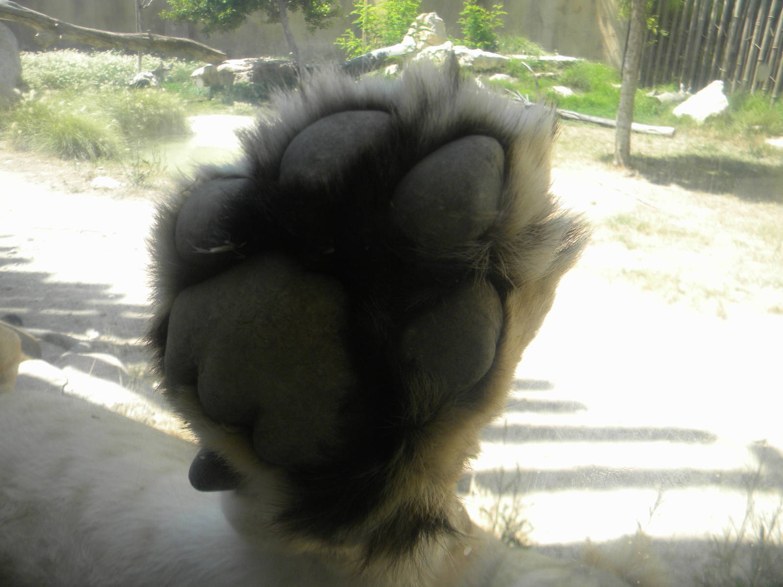 Asian Lion paw at Terra Natura 29/07/11