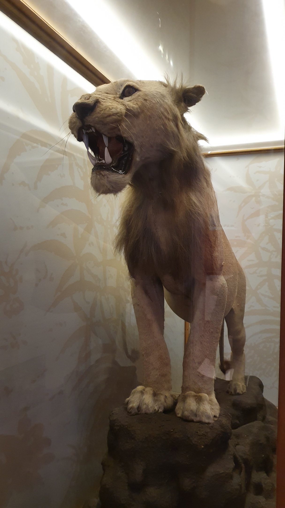 Asian Lion Taxidermy, Wollaton Hall NHM, 19th July 2021