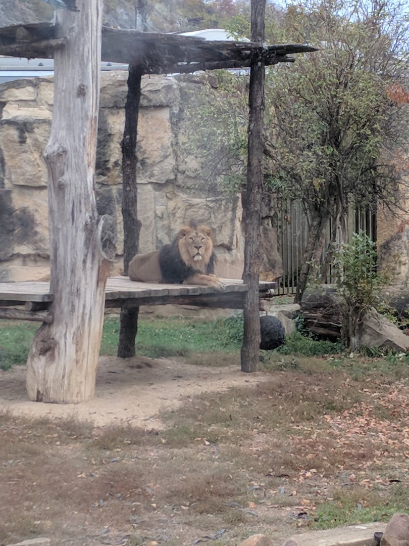 Asian Lion Zoo Praha 2018