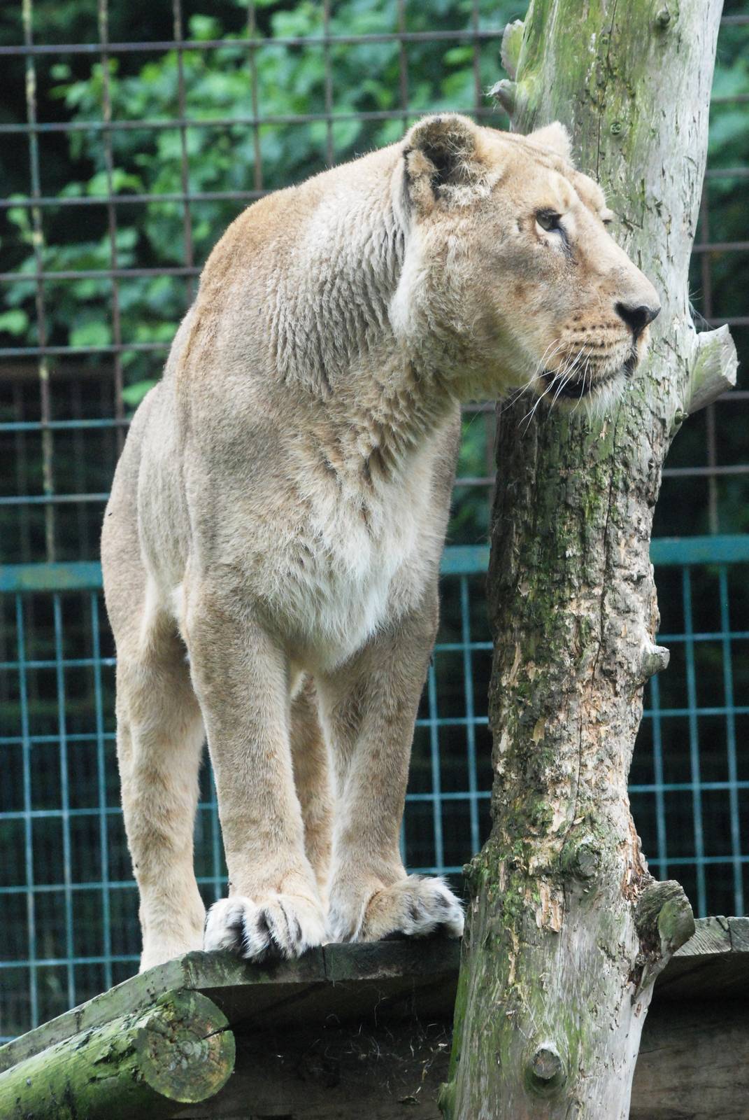 Asian Lioness at Santillana del Mar, 13/06/15