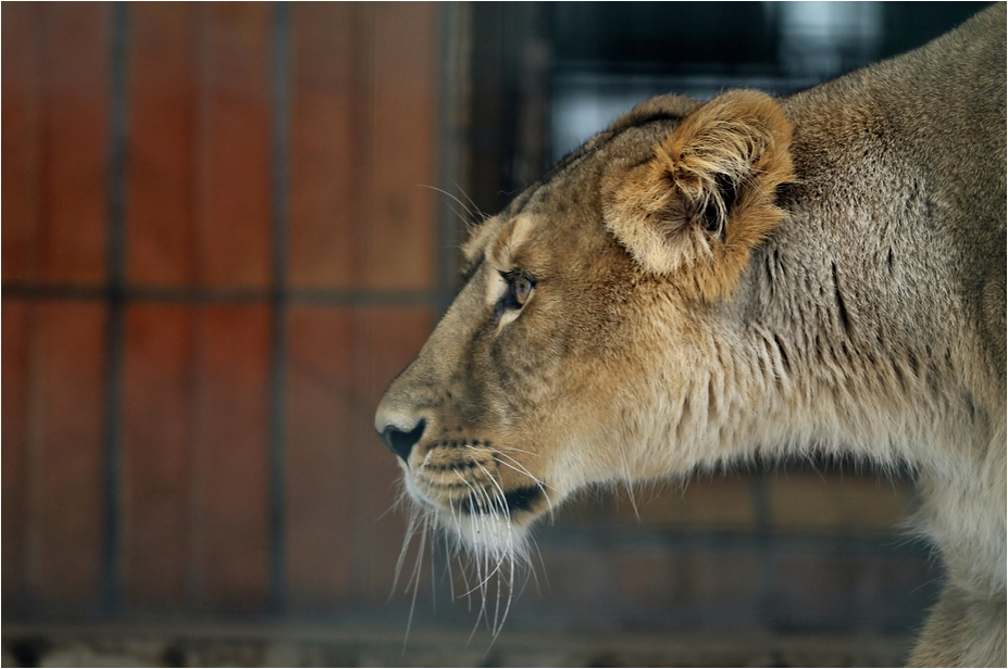 Asian lioness at Tierpark Berlin
