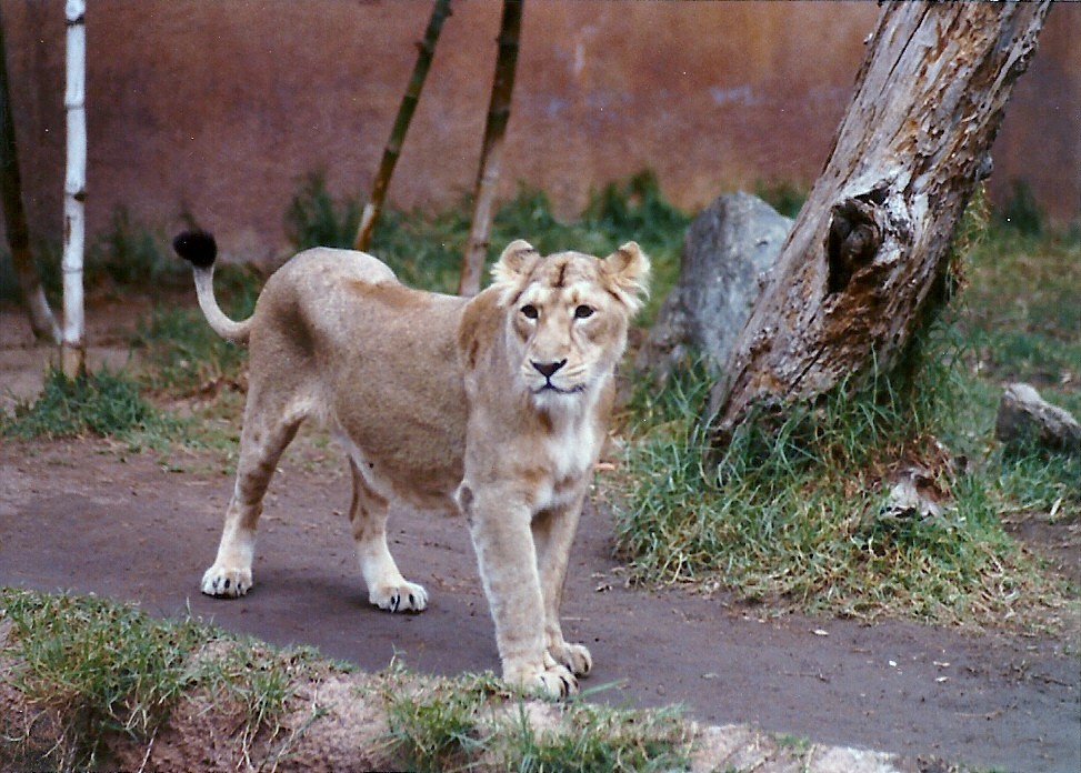 Asian Lioness - Circa 1980