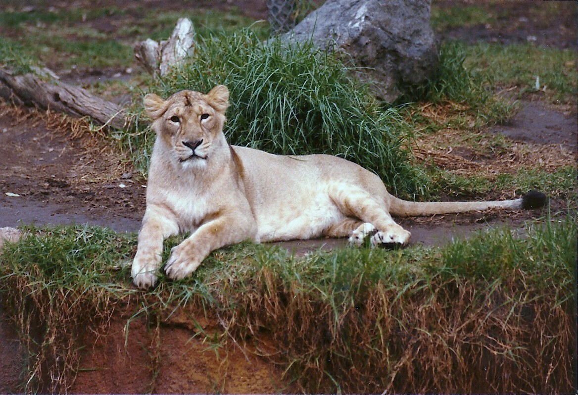 Asian Lioness - Circa 1980