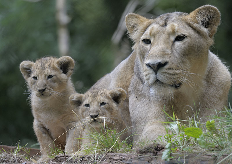 Asian lioness + cubs