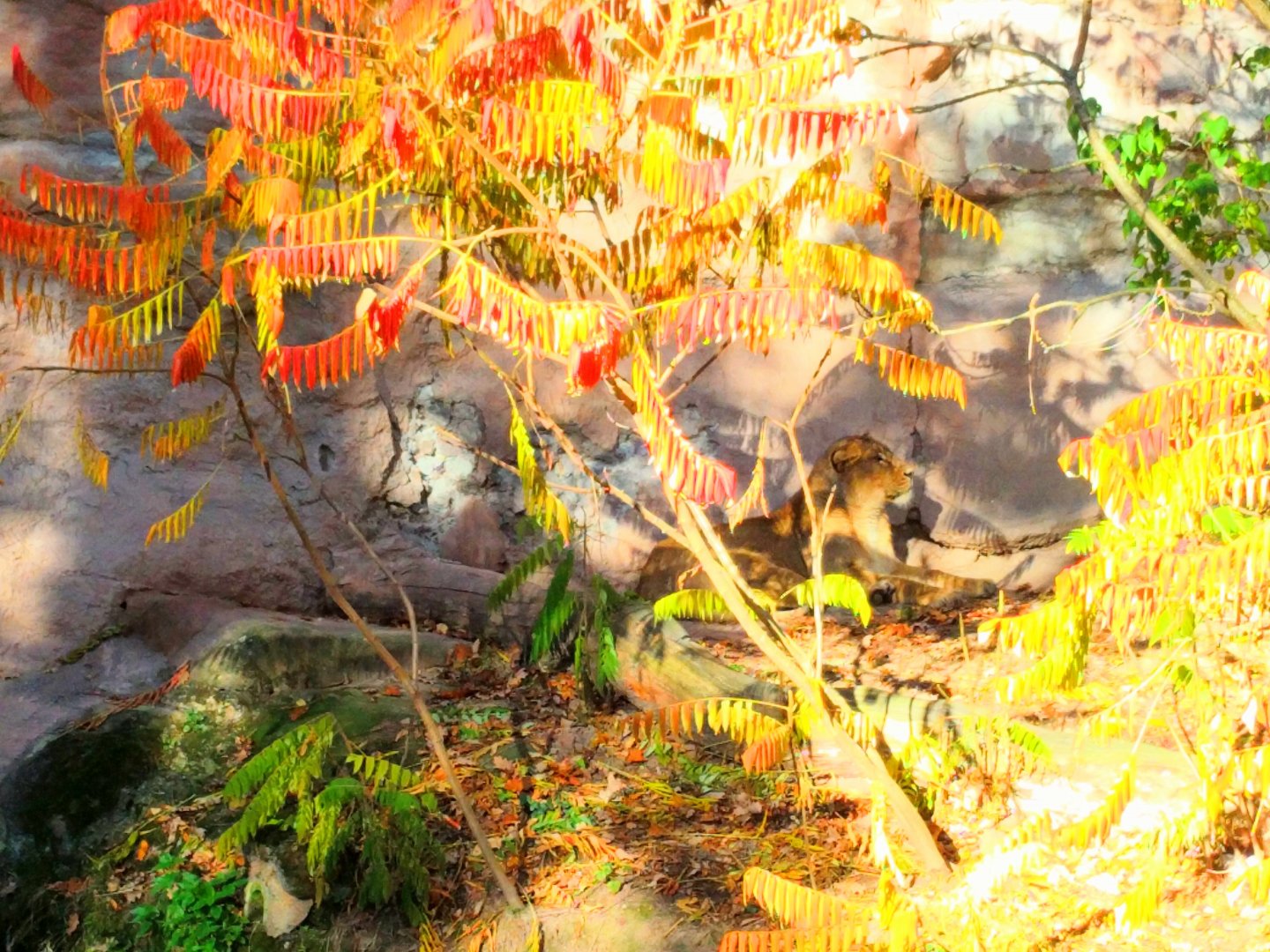 Asian Lioness Enclosure