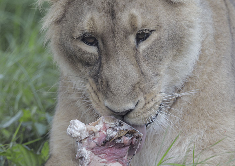 Asian lioness 'Kiburi'