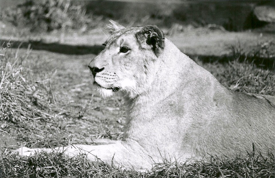 Asian Lioness - May 1982