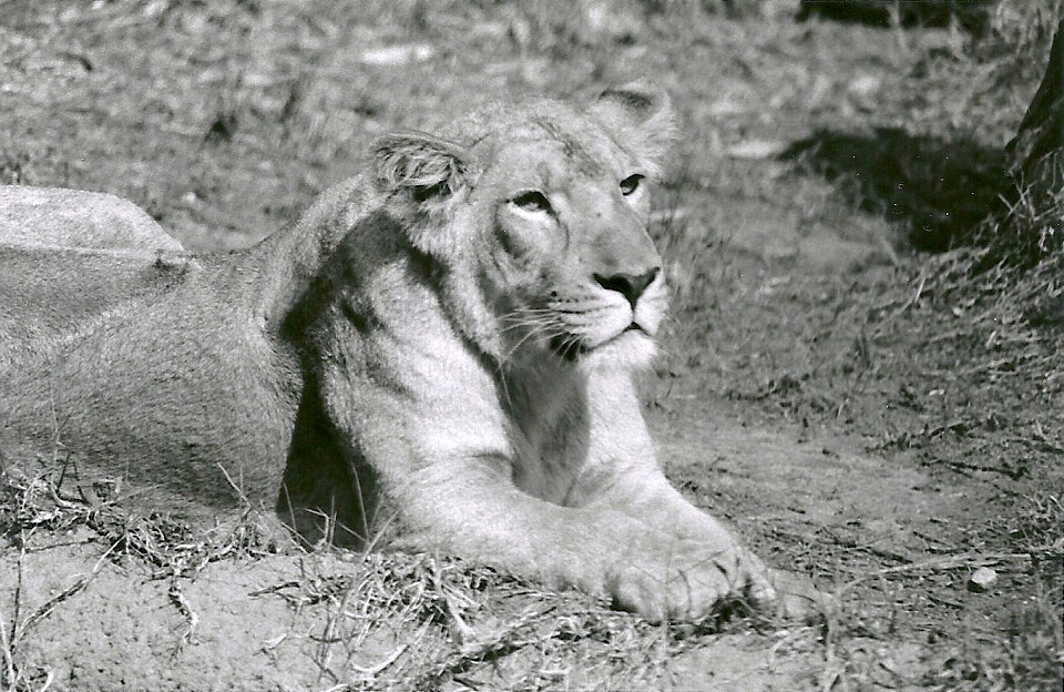 Asian Lioness - May 1982