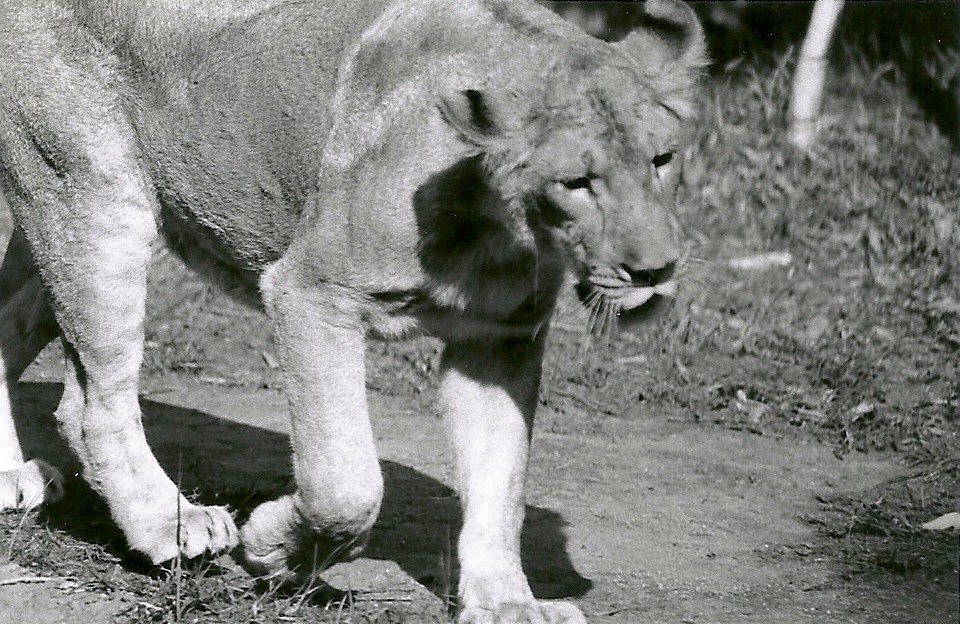 Asian Lioness - May 1982