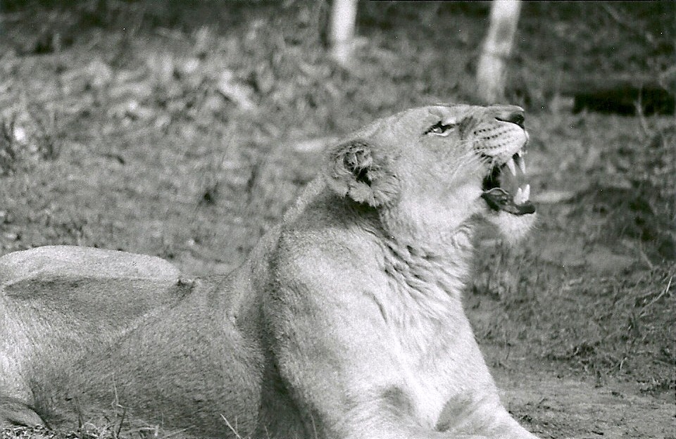 Asian Lioness - May 1982