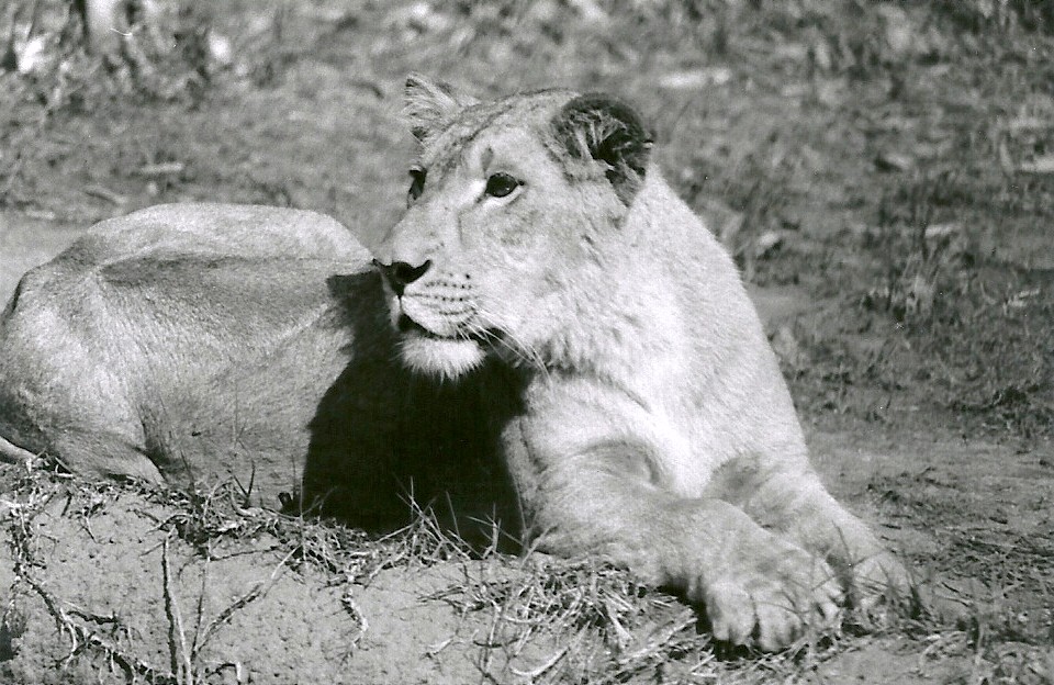 Asian Lioness - May 1982