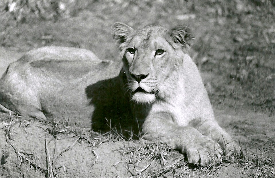 Asian Lioness - May 1982