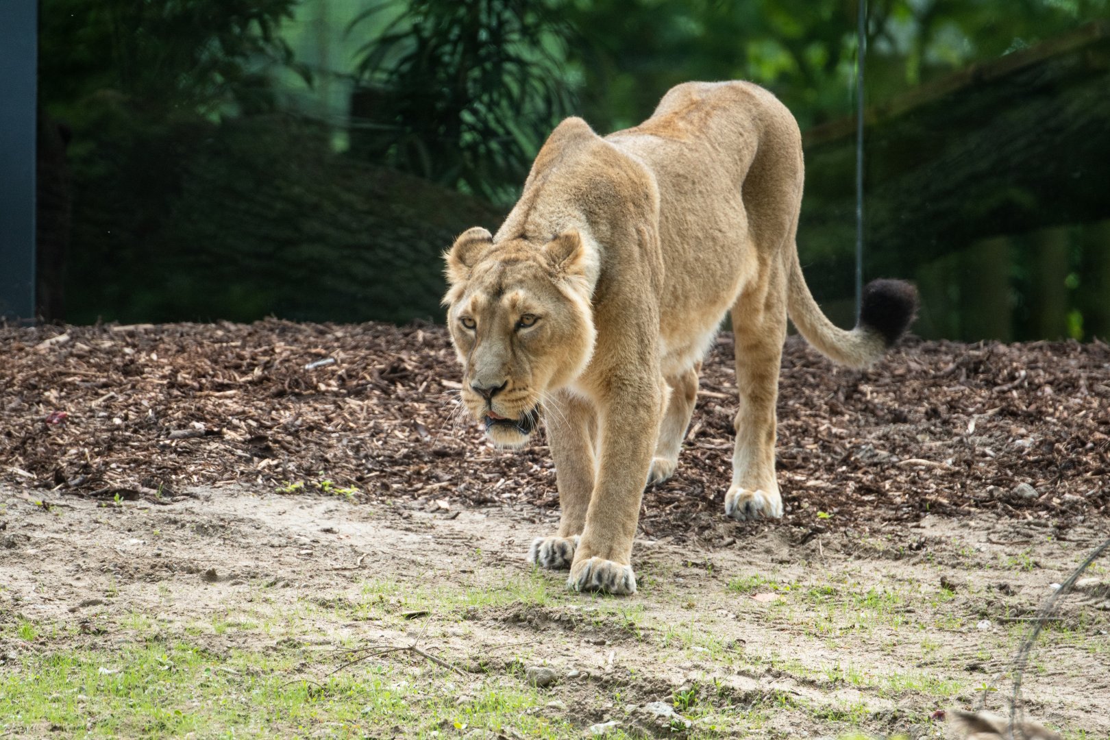 Asian lioness "Rubi"