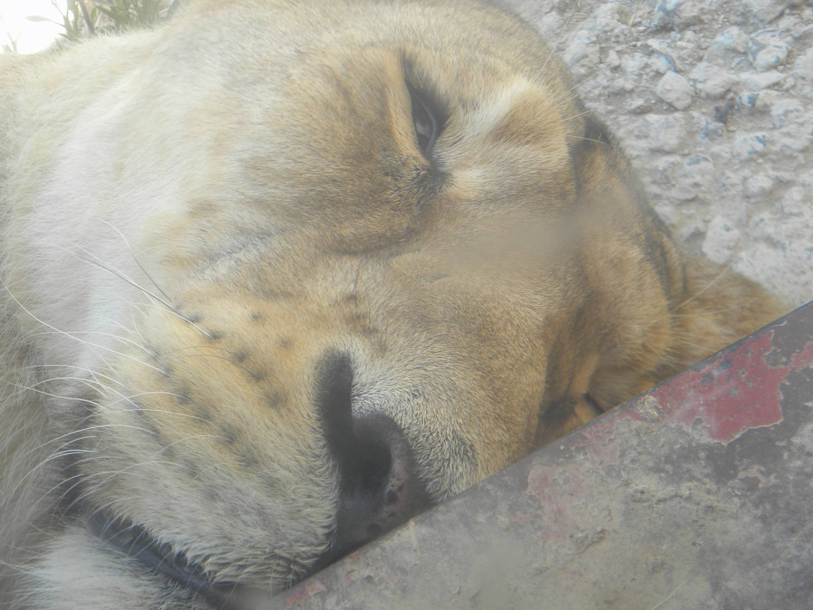 Asian Lionesses at Terra Natura 29/07/11