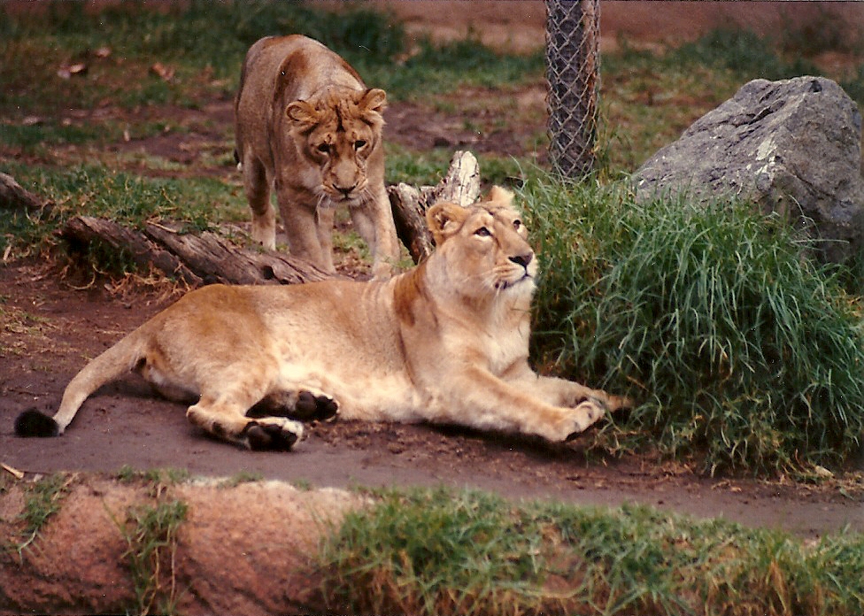 Asian Lionesses - Circa 1980