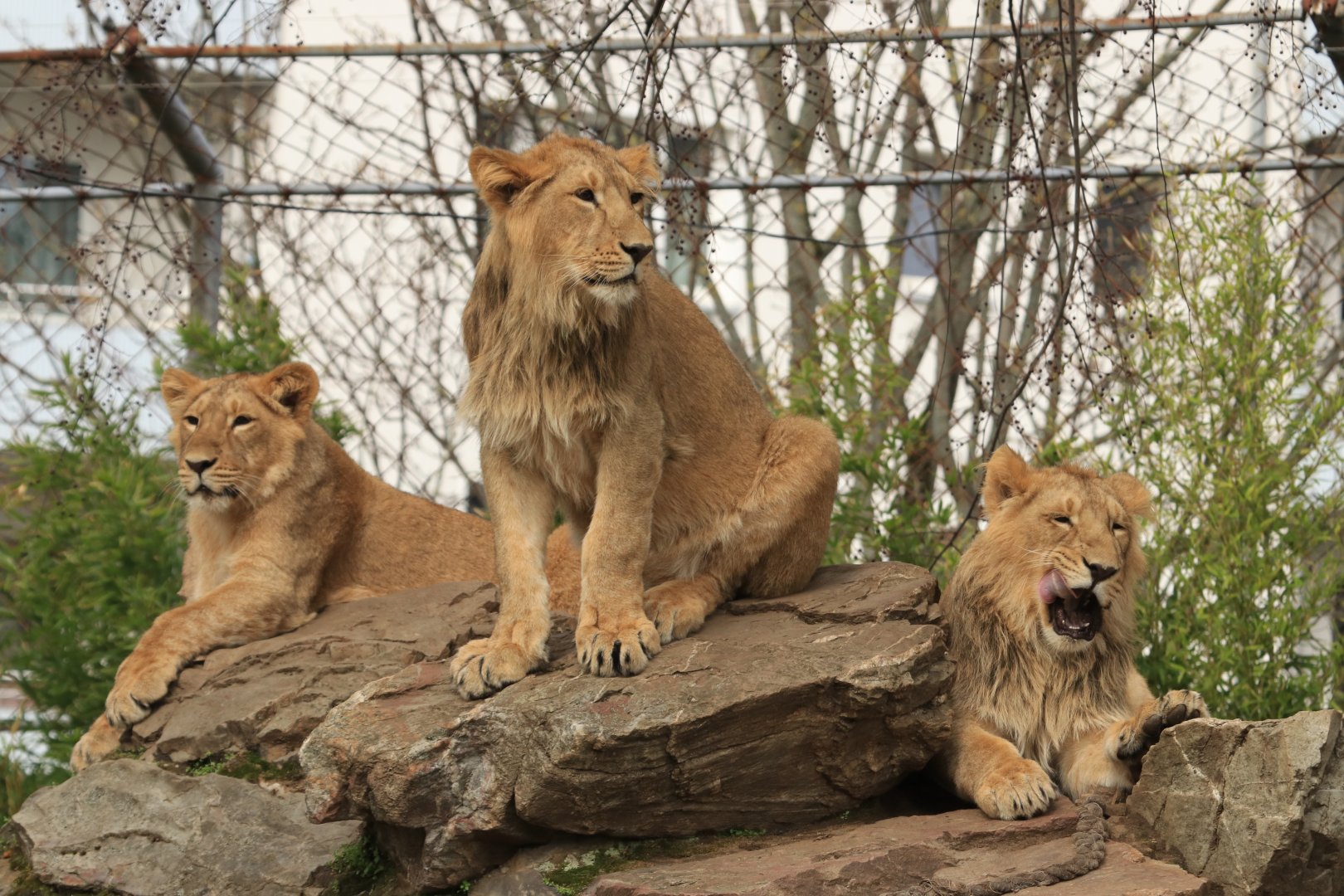 Asian lions (April 2019)