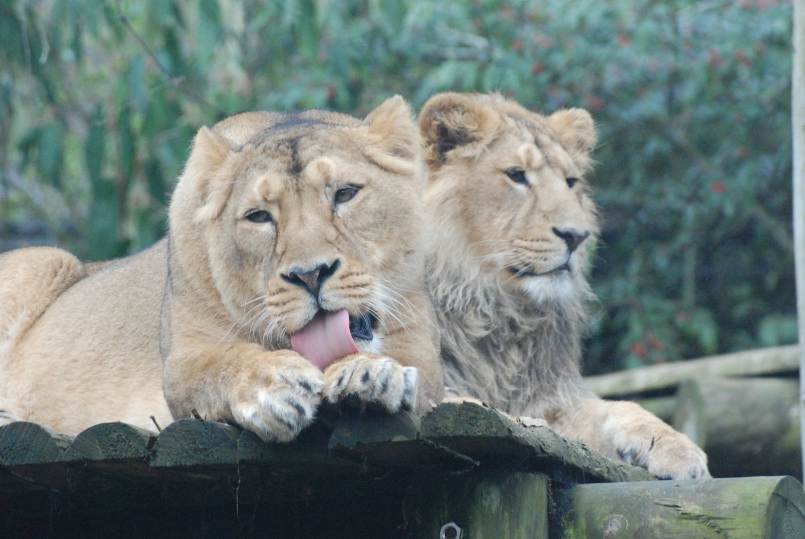 Asian Lions at Bristol, 06/02/12