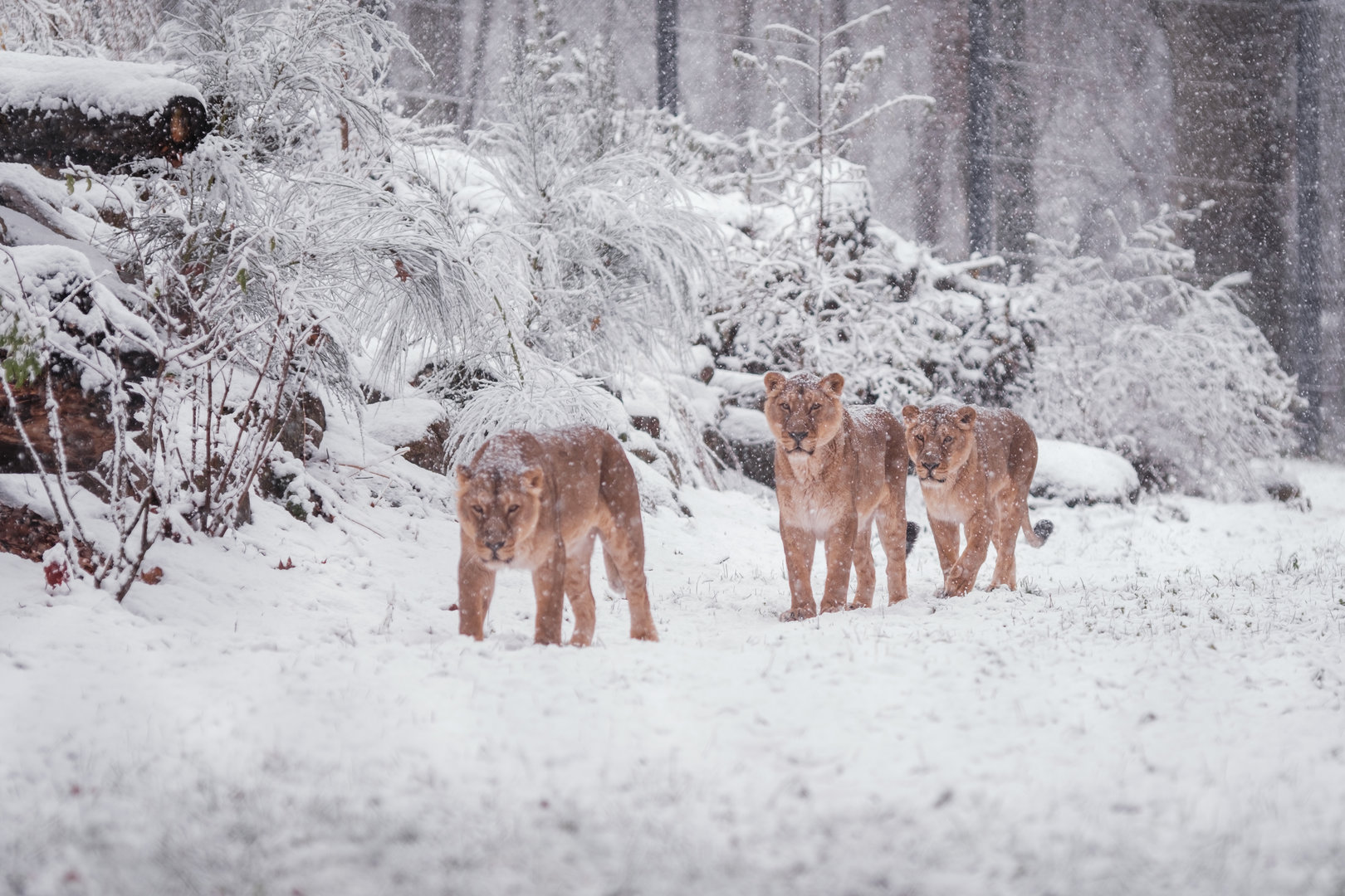 Asian lions  at Schwerin Zoo in the snow