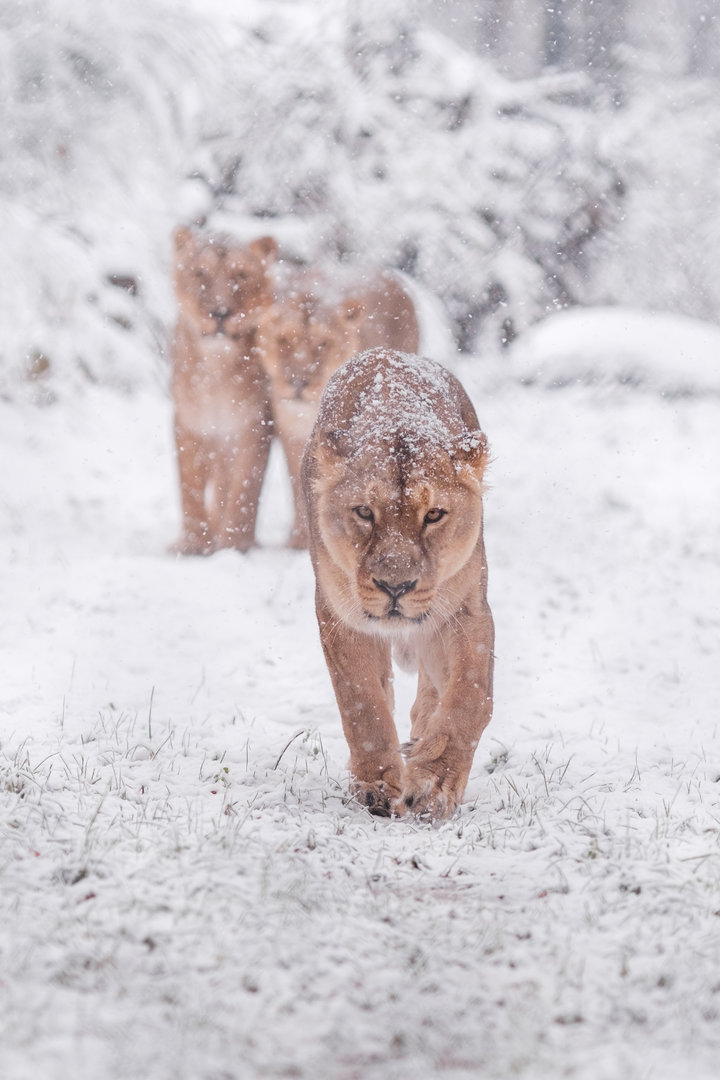 Asian lions  at Schwerin Zoo in the snow