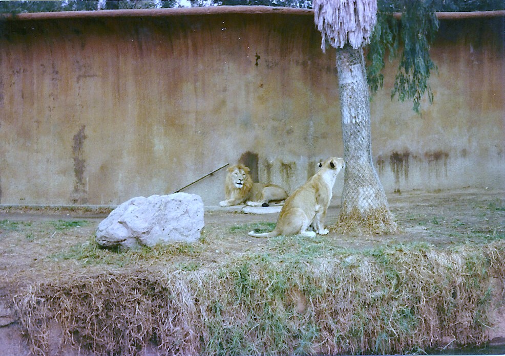 Asian Lions - Circa 1982