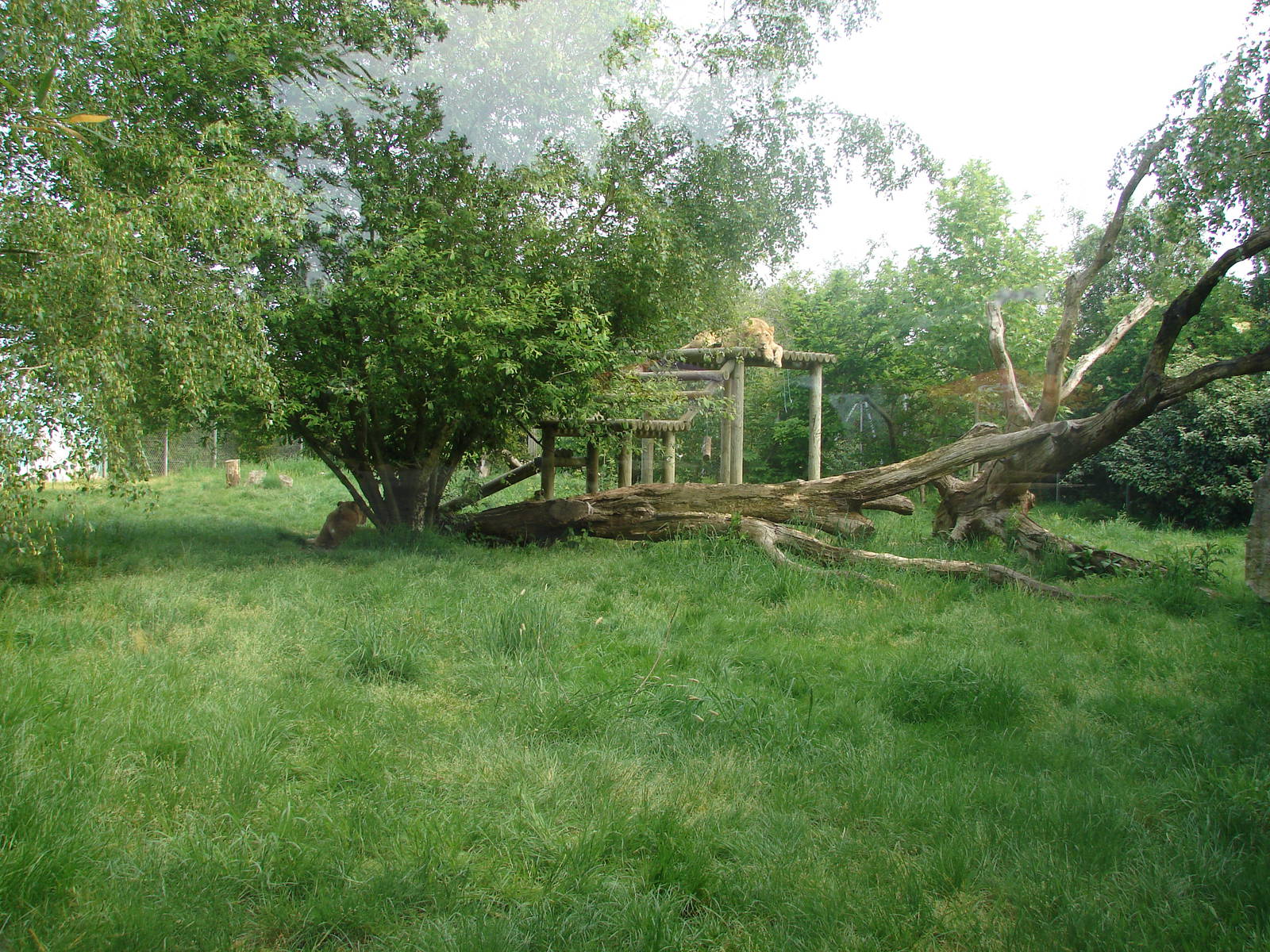 Asian lions exhibit