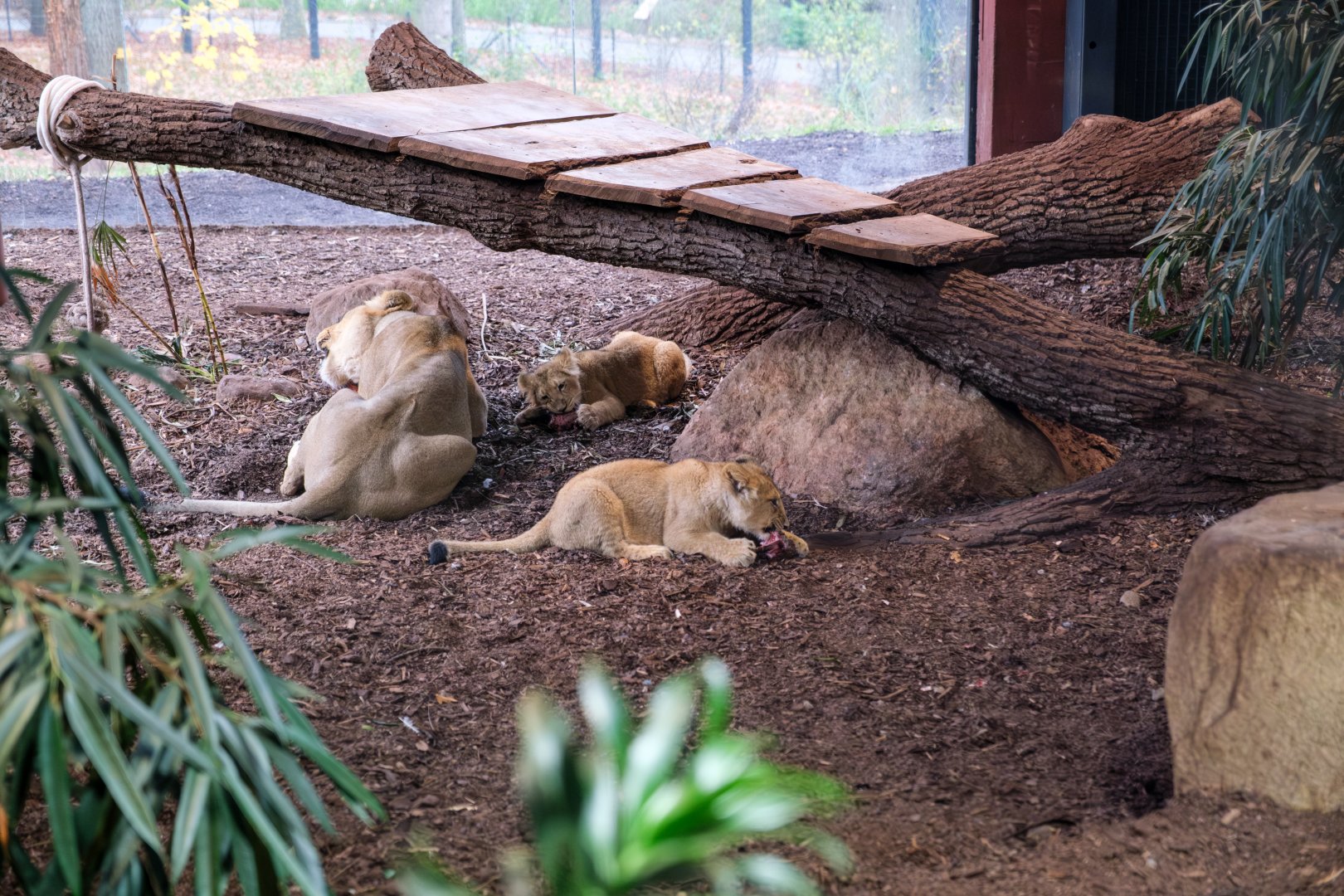 Asian lions in the indoor-exhibit in the Red List Center