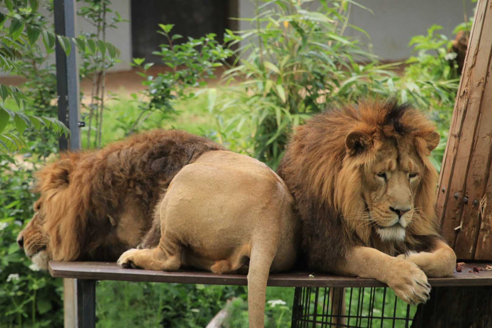 Asian lions (May 2019)