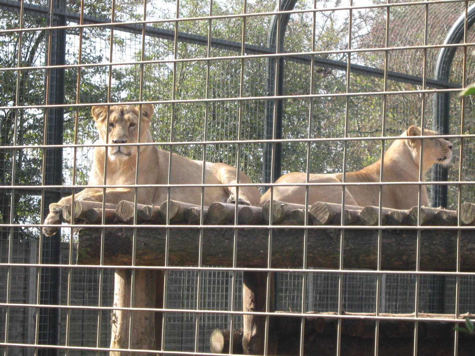 Asian Lions, October 2009