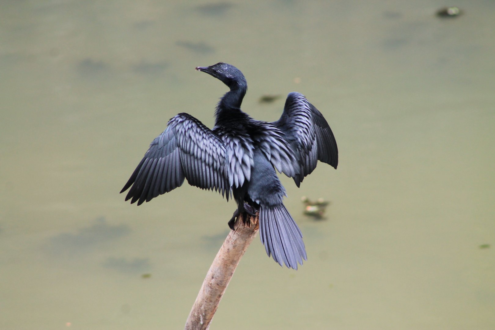 Asian Little Cormorant (Phalacrocorax niger)