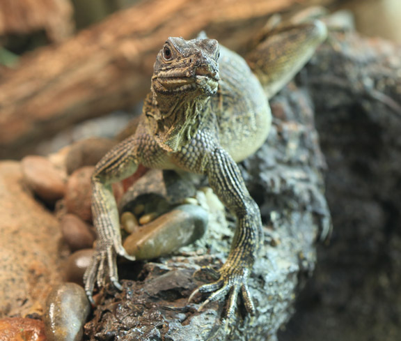 asian lizard i.d.