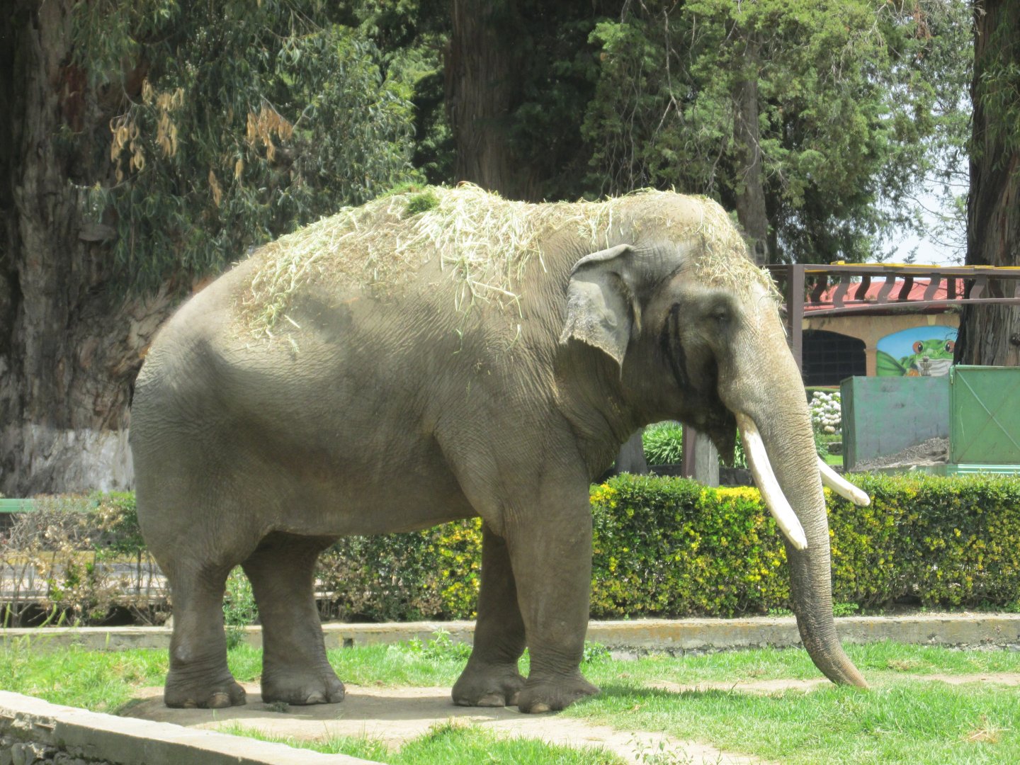 ASIAN MALE ELEPHANT TED